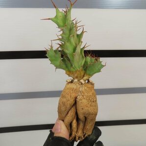 4248 「多肉植物」ユーフォルビア トルチラマ 抜き苗【最新到着・塊根植物・Euphorbia tortirama】の画像2
