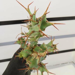 4248 「多肉植物」ユーフォルビア トルチラマ 抜き苗【最新到着・塊根植物・Euphorbia tortirama】の画像5