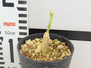 6909 「実生」マテレア シクロフィラ 植え【発根開始・Matelea cyclophylla・多肉植物・Gonolobus cyclophyllus】