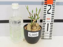 6999 「多肉植物I】モナデニウム モンタナム 植え【・発根・Monadenium montanum】_画像2