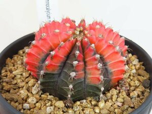 6983 「多肉植物I」ギムノカリキウム ミハノビッチ 植え【Gymnocalycium mihanovichii・美株】