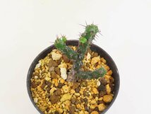 6965 「塊根植物」ユーフォルビア ベルテマリアエ 植え【発根未確認・多肉植物・euphorbia bertemariae】_画像6