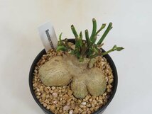 6996 「多肉植物I】モナデニウム モンタナム 植え【・発根・Monadenium montanum】_画像6