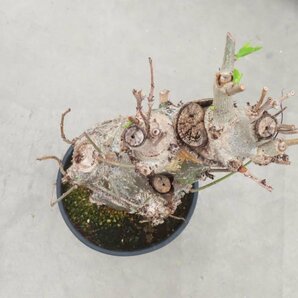 8196 「塊根植物」アダンソニア バオバブ 植え【発根未確認・芽吹き・adansonia】の画像5