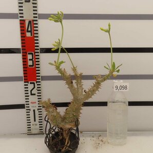 9098 「実生」パキポディウム マカイエンセ 抜き苗【種から発芽・畑に地植え株・Pachypodium makayense・塊根植物】の画像1