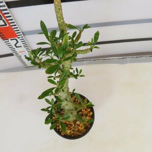 8327 「塊根植物」ドルステニア ギガス 植え【発根開始・発芽開始・Dorstenia gigas・多肉植物】の画像4