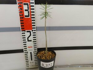 8372 「多肉植物」ユーフォルビア　バルサミフェラ 植え【発根・発芽・Euphorbia balsamifera】