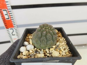 8354 「サボテンQ」コピアポア ヒポガエア 植え【多肉植物・発根・Copiapoa hypogaea】