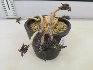 8383 「多肉植物」ユーフォルビア キリンドリフォリア 【発根・Euphorbia cylindrifolia・筒葉ちび花キリン】