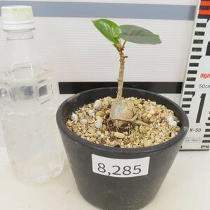 8285 「観葉植物」フィカス ペティオラリス 植え【Ficus petiolaris・発根・塊根植物】の画像2