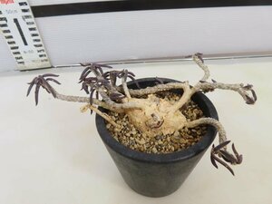 8384 「多肉植物」ユーフォルビア キリンドリフォリア 【発根・Euphorbia cylindrifolia・筒葉ちび花キリン】