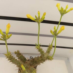 9095 「実生」パキポディウム マカイエンセ 抜き苗【種から発芽・畑に地植え株・Pachypodium makayense・塊根植物】の画像6