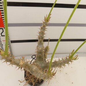 9096 「実生」パキポディウム マカイエンセ 抜き苗【種から発芽・畑に地植え株・Pachypodium makayense・塊根植物】の画像7