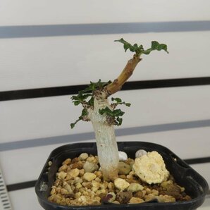 8375 「塊根植物」ボスウェリア ナナ 植え【多分発根開始・Boswellia nana・希少・多肉植物】の画像8