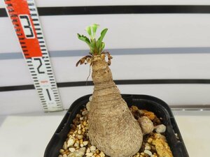 8362 「多肉植物】ユーフォルビア フィッシュスケール 植え【発根未確認・Euphorbia fish bone】