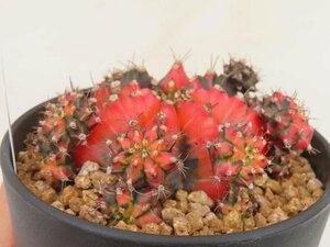 8263 「多肉植物I」ギムノカリキウム ミハノビッチ 植え【発根・美株・Gymnocalycium mihanovichii・サボテン】