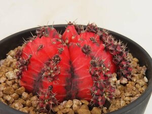 8262 「多肉植物I」ギムノカリキウム ミハノビッチ 植え【発根・美株・Gymnocalycium mihanovichii・サボテン】