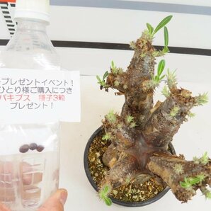 3128 「塊根植物」パキポディウム エニグマティクム 植え【発根未確認・Pachypodium enigmaticum・購入でパキプス種子プレゼント】の画像6