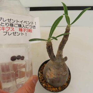 3114 「塊根植物」パキポディウム グラキリス S 植え【発根未確認・gracilius・購入でパキプス種子プレゼント】の画像1