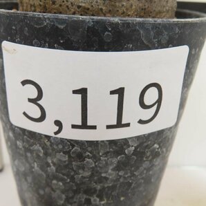 3119 「塊根植物」パキポディウム グラキリス S 植え【発根未確認・gracilius・購入でパキプス種子プレゼント】の画像4