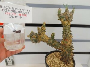 3063 「塊根植物」チレコドン ワリチー大 植え【発根・Tylecodon wallichii・多肉植物・購入でパキプス種子プレゼント】