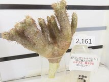 2161 「塊根植物」パキポディウム ブレビカリックス 抜き苗【最新到着・brevicalyx・根切確認済・購入でパキプス種子プレゼント】_画像1