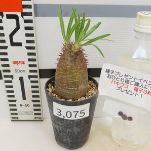 3075 「塊根植物」パキポディウム グラキリス S 植え【発根未確認・gracilius・購入でパキプス種子プレゼント】の画像2