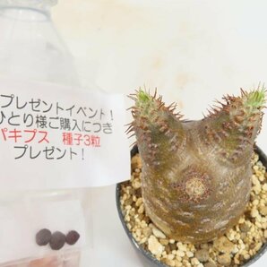 3073 「塊根植物」パキポディウム グラキリス S 植え【発根未確認・gracilius・購入でパキプス種子プレゼント】の画像5