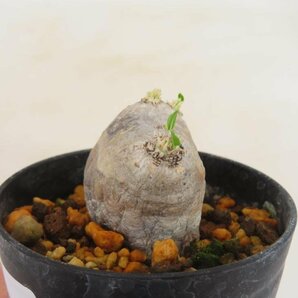 3137 「塊根植物」パキポディウム 恵比寿笑い 植え【発根未確認・brevicaule・多肉植物・購入でパキプス種子プレゼント】の画像4