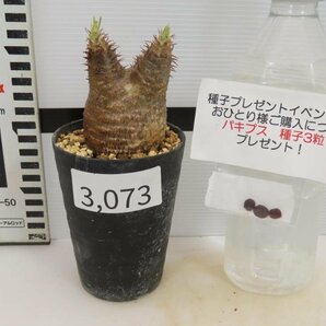 3073 「塊根植物」パキポディウム グラキリス S 植え【発根未確認・gracilius・購入でパキプス種子プレゼント】の画像4