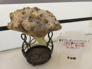 2126 「塊根植物」パキポディウム 恵比寿笑い 大 抜き苗【最新到着・brevicaule・根切確認済・購入でパキプス種子プレゼント】