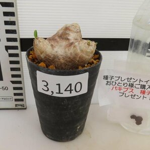 3140 「塊根植物」パキポディウム 恵比寿笑い 植え【発根未確認・brevicaule・多肉植物・購入でパキプス種子プレゼント】の画像2