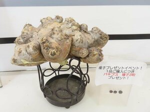 2135 「塊根植物」パキポディウム 恵比寿笑い 大 抜き苗【最新到着・brevicaule・根切確認済・購入でパキプス種子プレゼント】