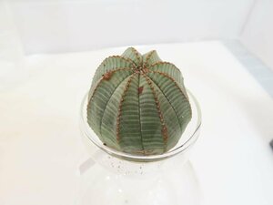 4006 「多肉植物」ユーフォルビア　オベサ　抜き苗【発根甘目・Euphorbia obesa・美株】