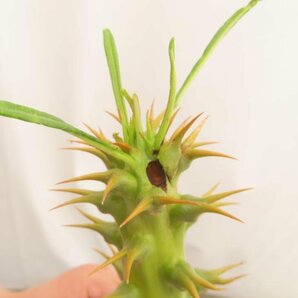 4350 「実生」パキポディウム アンボンゲンセ 大 抜き苗【種から発芽・畑に地植え株・Pachypodium・葉落ちします・】の画像8