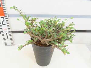 4015 「多肉植物」サルコカウロン バンデリエティアエ 植え【発根未確認・Sarcocaulon vanderietiae】