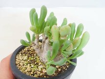 4098 「実生」オトンナ クラビフォリア 植え【発根・多肉植物・Othonna clavifolia・・葉落ちします】_画像1