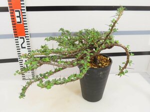 4020 「多肉植物」サルコカウロン バンデリエティアエ 植え【発根未確認・Sarcocaulon vanderietiae】