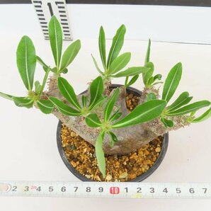 6565 「塊根植物」パキポディウム ブレビカリックス 植え【発根未確認・Pachypodium brevicalyx・マダガスカル】の画像5