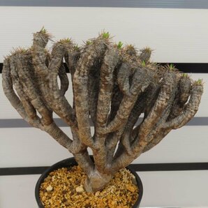 6532 「多肉植物」ユーフォルビア ギラウミニアナ 植え【発根未確認・Euphorbia guillauminiana・発芽開始】の画像3