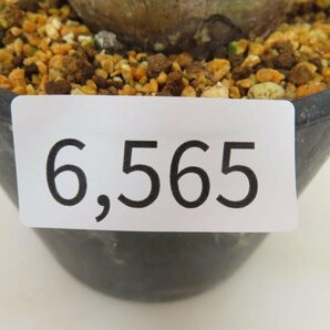 6565 「塊根植物」パキポディウム ブレビカリックス 植え【発根未確認・Pachypodium brevicalyx・マダガスカル】の画像3