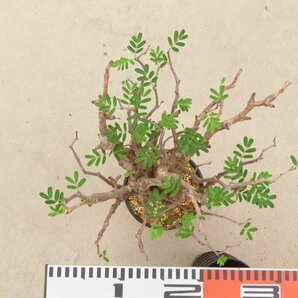 6584 「塊根植物」センナ メリディオナリス 中 植え【発根未確認・Senna meridionalis・マダガスカル・芽吹き】の画像5