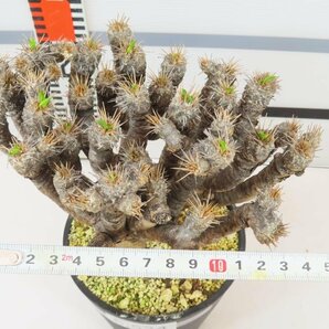 6534 「多肉植物」ユーフォルビア ギラウミニアナ 植え【発根未確認・Euphorbia guillauminiana・発芽開始】の画像5