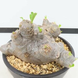 6561 「塊根植物」パキポディウム ブレビカリックス 植え【発根未確認・Pachypodium brevicalyx・マダガスカル】の画像4