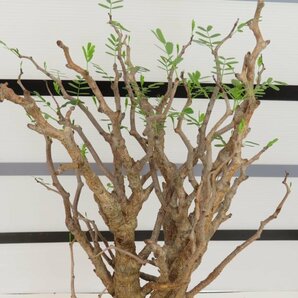 6584 「塊根植物」センナ メリディオナリス 中 植え【発根未確認・Senna meridionalis・マダガスカル・芽吹き】の画像4