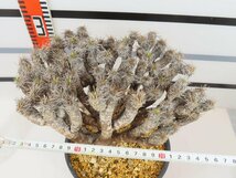 6536 「多肉植物」ユーフォルビア ギラウミニアナ 植え【発根未確認・Euphorbia guillauminiana・発芽開始】_画像5