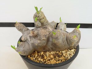 6561 「塊根植物」パキポディウム ブレビカリックス 植え【発根未確認・Pachypodium brevicalyx・マダガスカル】