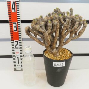 6532 「多肉植物」ユーフォルビア ギラウミニアナ 植え【発根未確認・Euphorbia guillauminiana・発芽開始】の画像1