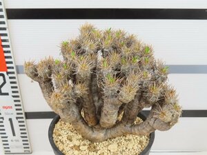 6530 「多肉植物」ユーフォルビア ギラウミニアナ 植え【発根未確認・Euphorbia guillauminiana・発芽開始】