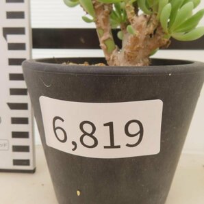 6819 「実生」オトンナ クラビフォリア 植え【発根・多肉植物・Othonna clavifolia・・葉落ちします】の画像3